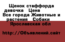 Щенок стаффорда девочка › Цена ­ 20 000 - Все города Животные и растения » Собаки   . Ярославская обл.
